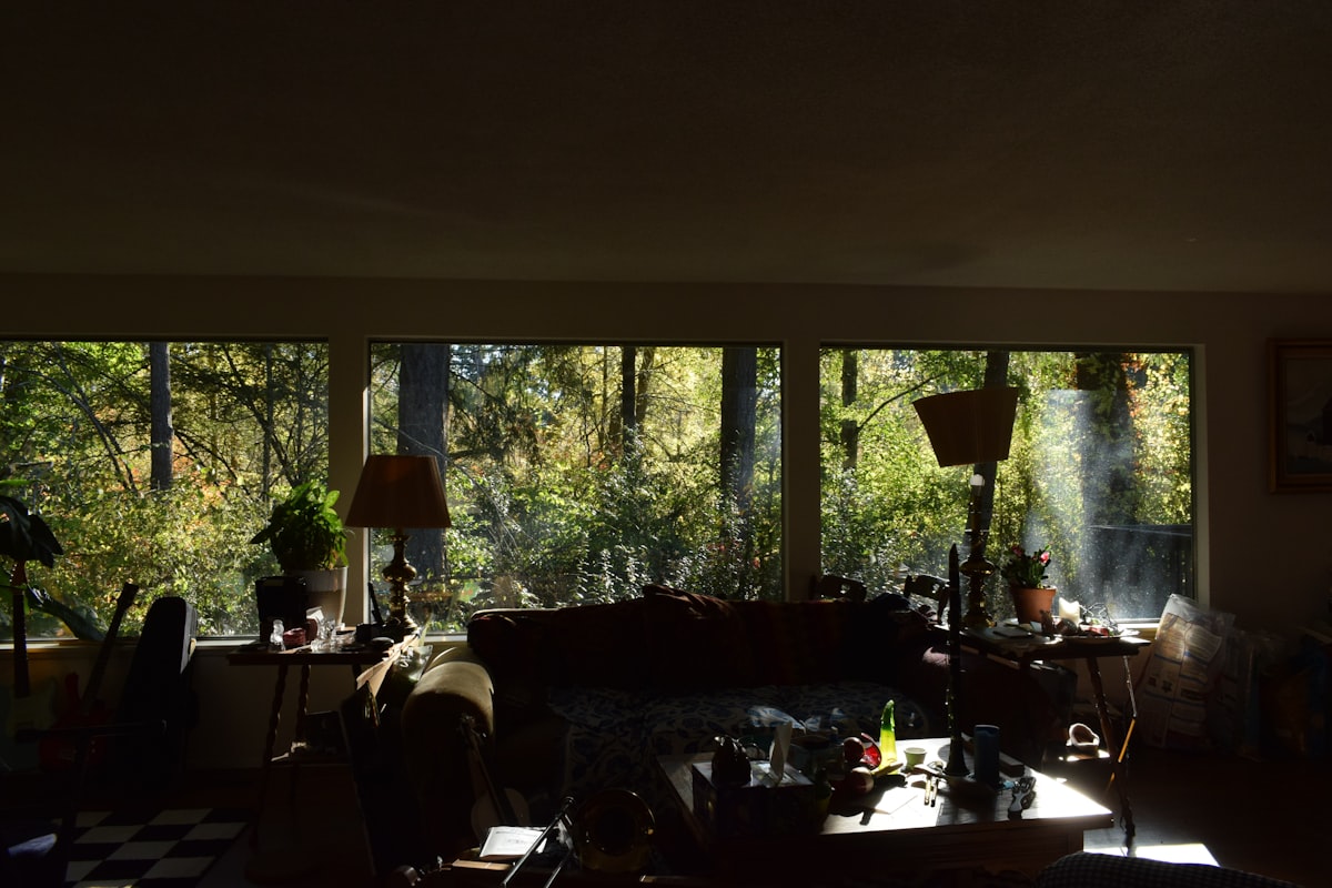 A calm sunlit room with a thriving green plant by the window